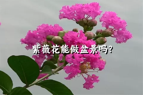 紫薇花能做盆景吗？