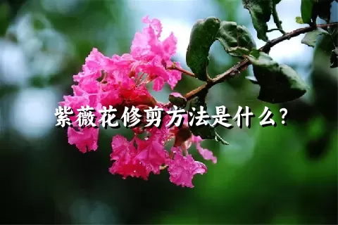 紫薇花修剪方法是什么？