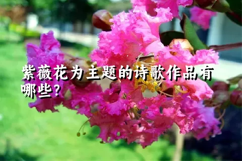 紫薇花为主题的诗歌作品有哪些？