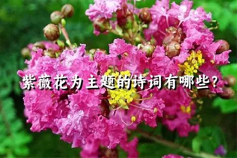 紫薇花为主题的诗词有哪些？
