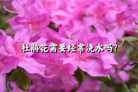 杜鹃花需要经常浇水吗？