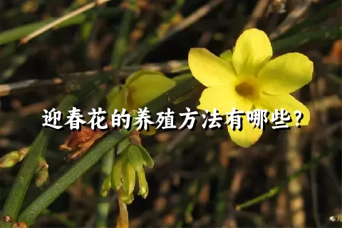 迎春花的养殖方法有哪些？