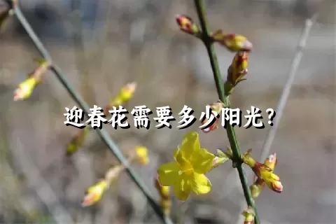 迎春花需要多少阳光？