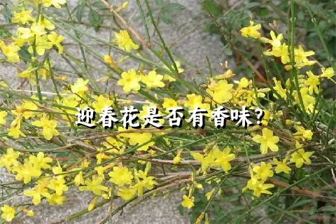 迎春花是否有香味？