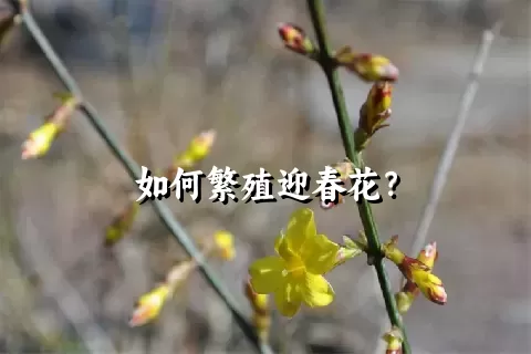 如何繁殖迎春花？