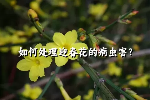 如何处理迎春花的病虫害？