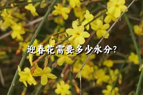 迎春花需要多少水分？