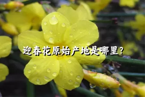 迎春花原始产地是哪里？