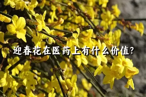 迎春花在医药上有什么价值？