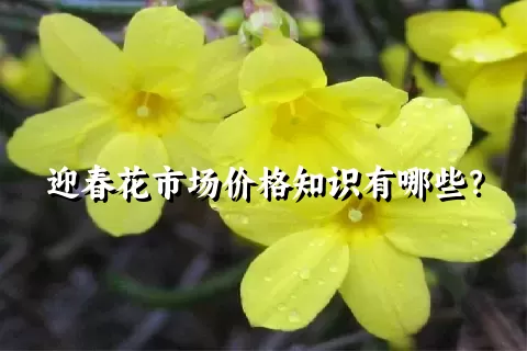 迎春花市场价格知识有哪些？