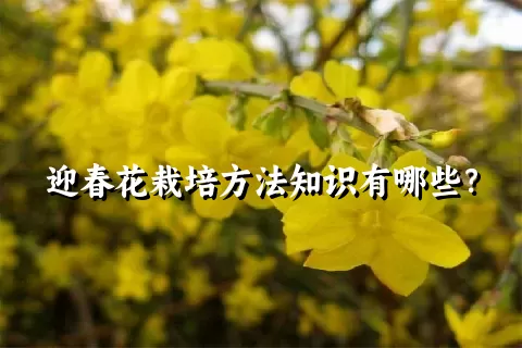迎春花栽培方法知识有哪些？