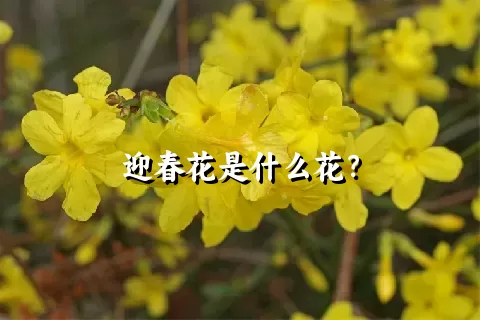 迎春花是什么花？