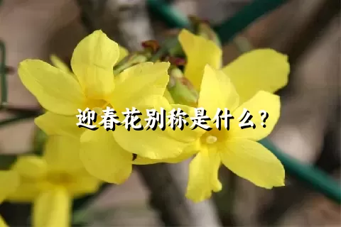 迎春花别称是什么？