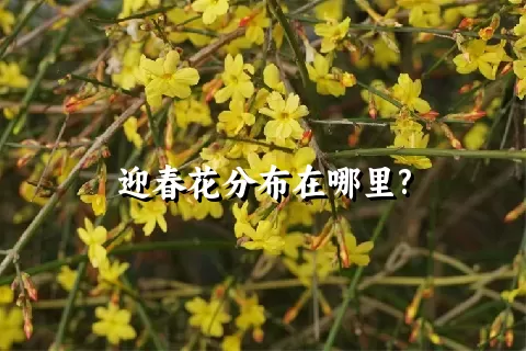 迎春花分布在哪里?