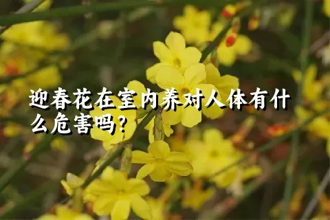 迎春花在室内养对人体有什么危害吗？