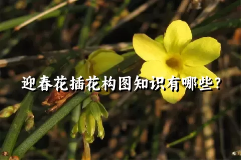 迎春花插花构图知识有哪些？