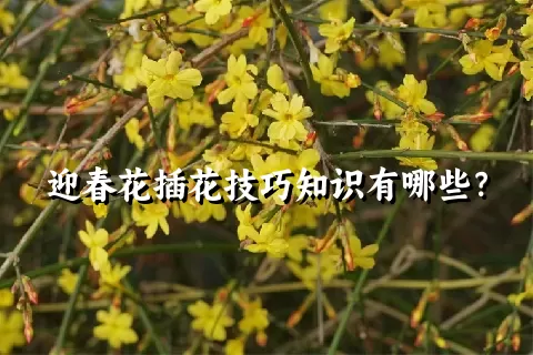 迎春花插花技巧知识有哪些？