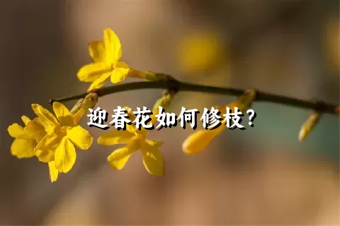 迎春花如何修枝？