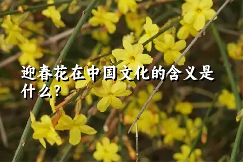 迎春花在中国文化的含义是什么？