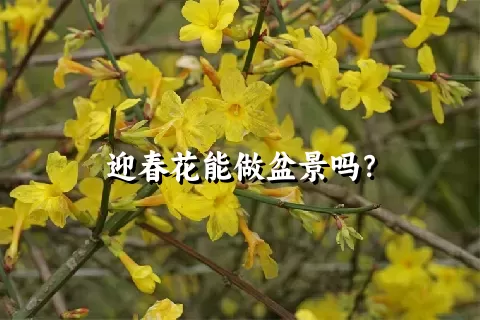 迎春花能做盆景吗？