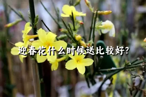 迎春花什么时候送比较好？