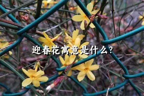 迎春花寓意是什么？