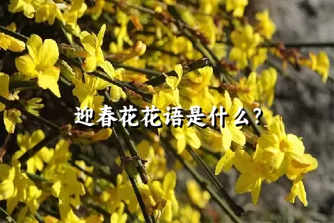 迎春花花语是什么？
