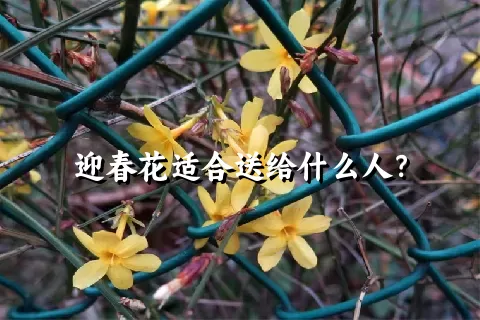 迎春花适合送给什么人？