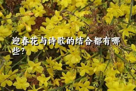 迎春花与诗歌的结合都有哪些？