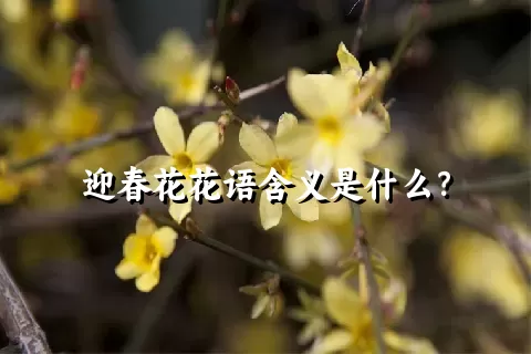 迎春花花语含义是什么？