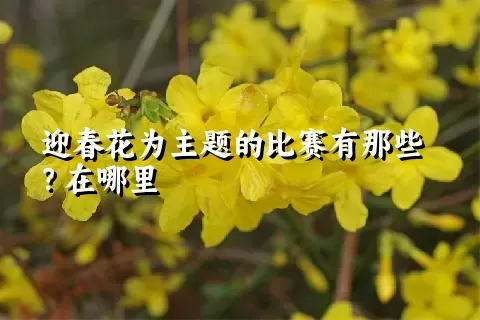 迎春花为主题的比赛有那些？在哪里