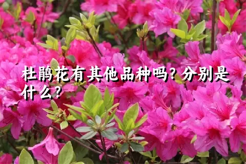 杜鹃花有其他品种吗？分别是什么？