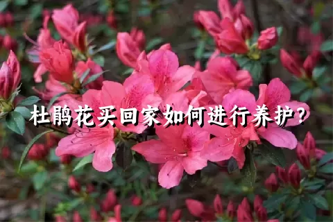 杜鹃花买回家如何进行养护？