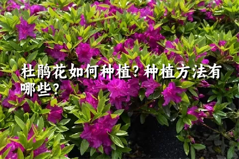 杜鹃花如何种植？种植方法有哪些？