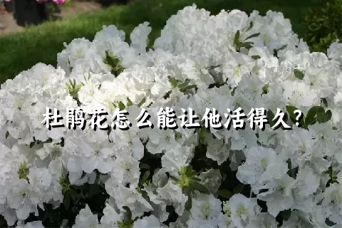 杜鹃花怎么能让他活得久？