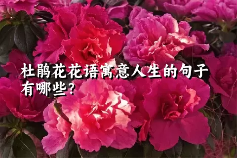 杜鹃花花语寓意人生的句子有哪些？
