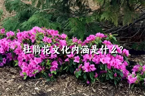 杜鹃花文化内涵是什么？