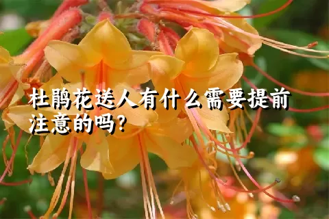 杜鹃花送人有什么需要提前注意的吗？