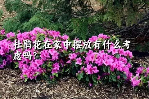 杜鹃花在家中摆放有什么考虑吗？