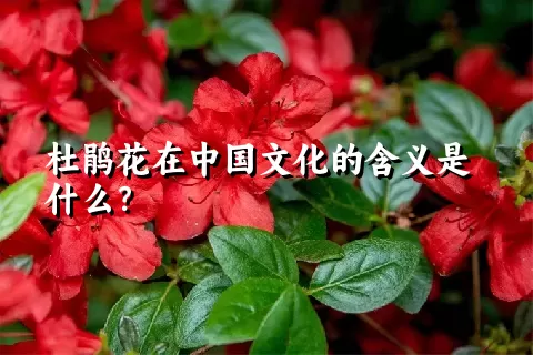 杜鹃花在中国文化的含义是什么？
