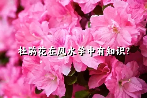 杜鹃花在风水学中有知识？