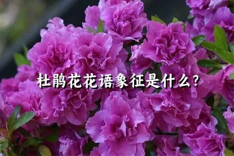 杜鹃花花语象征是什么？