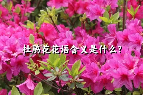 杜鹃花花语含义是什么？