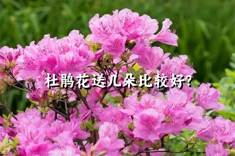 杜鹃花送几朵比较好？