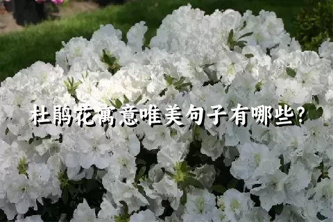杜鹃花寓意唯美句子有哪些？