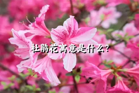 杜鹃花寓意是什么？