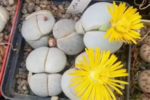 石头花