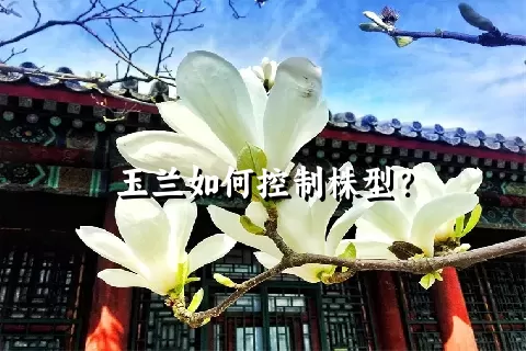 玉兰如何控制株型？