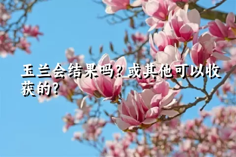 玉兰会结果吗？或其他可以收获的？