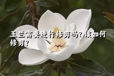 玉兰需要进行修剪吗？该如何修剪？